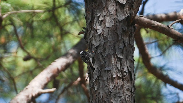 Red-cockaded Woodpecker - ML636034103