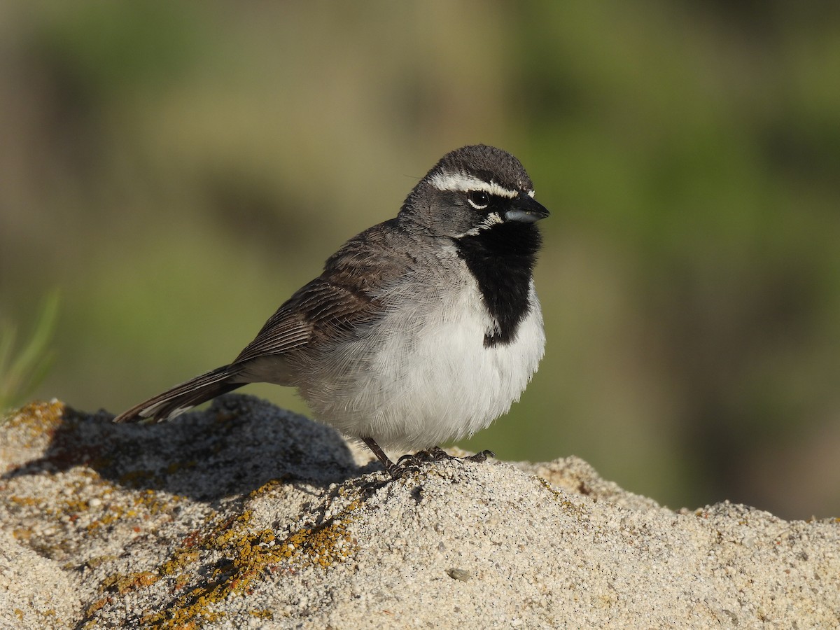 Black-throated Sparrow - ML636034125