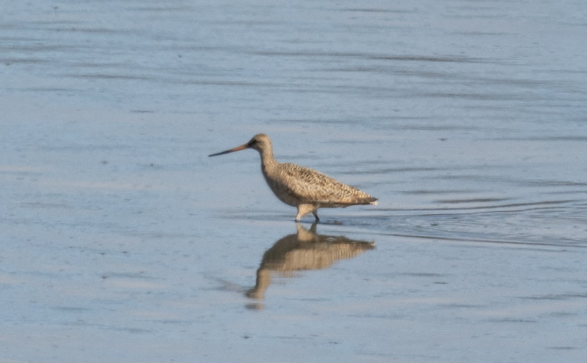 Marbled Godwit - ML636034176