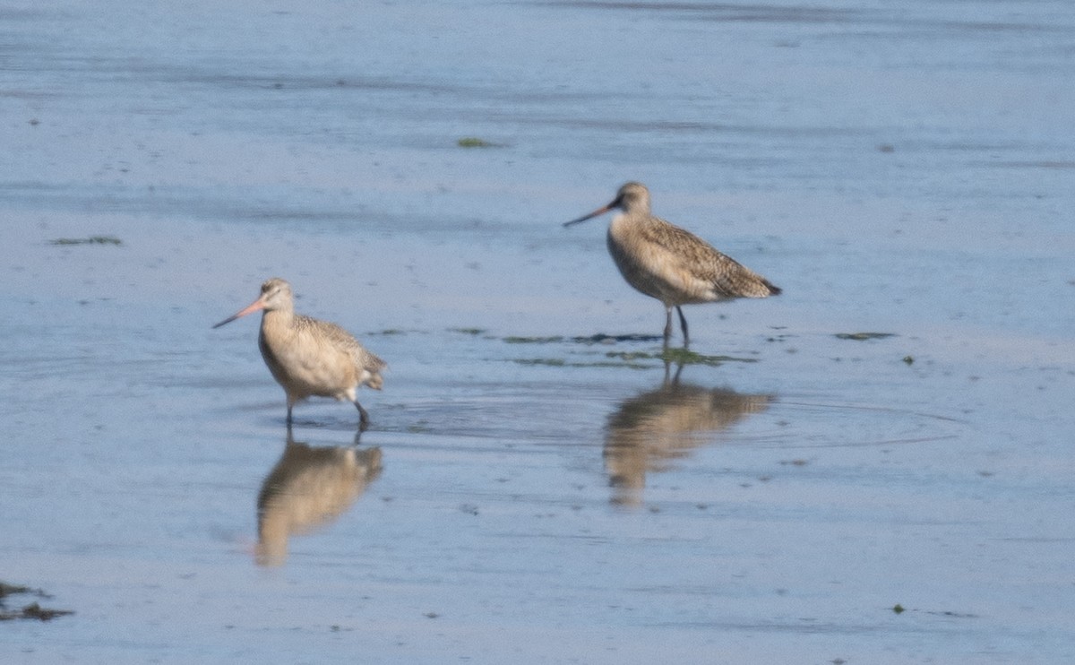 Marbled Godwit - ML636034182