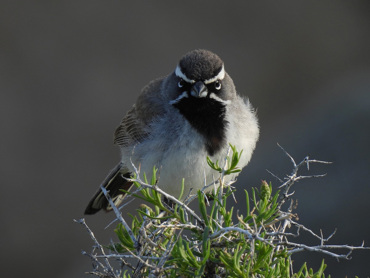 Black-throated Sparrow - ML636034216