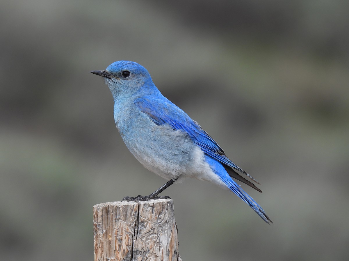 Mountain Bluebird - ML636034447
