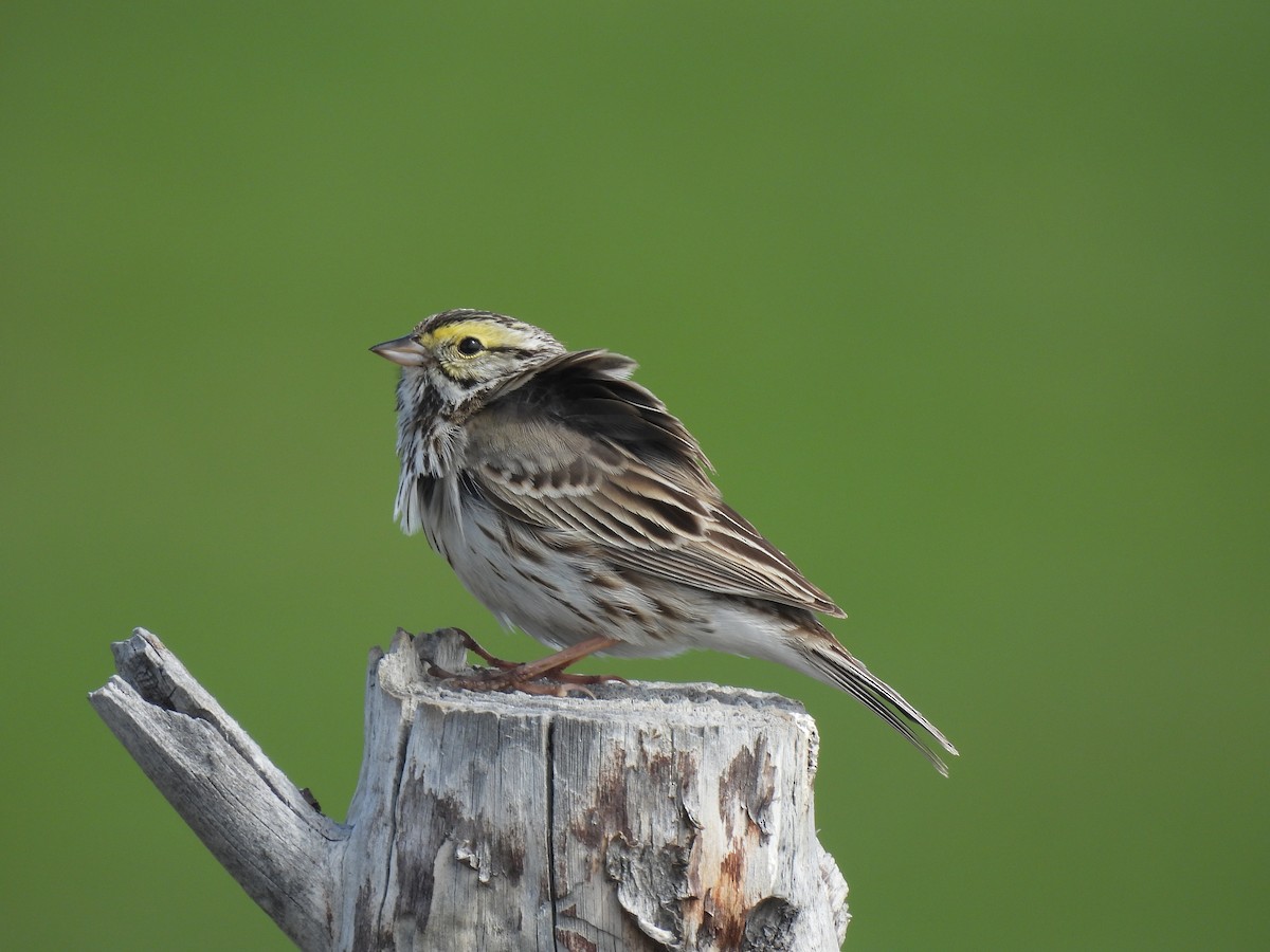 Savannah Sparrow - ML636034487