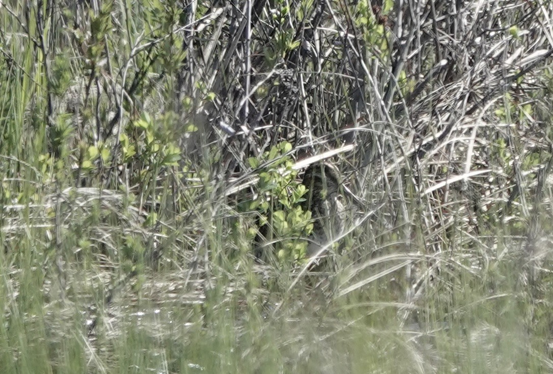 Wilson's Snipe - ML636034498