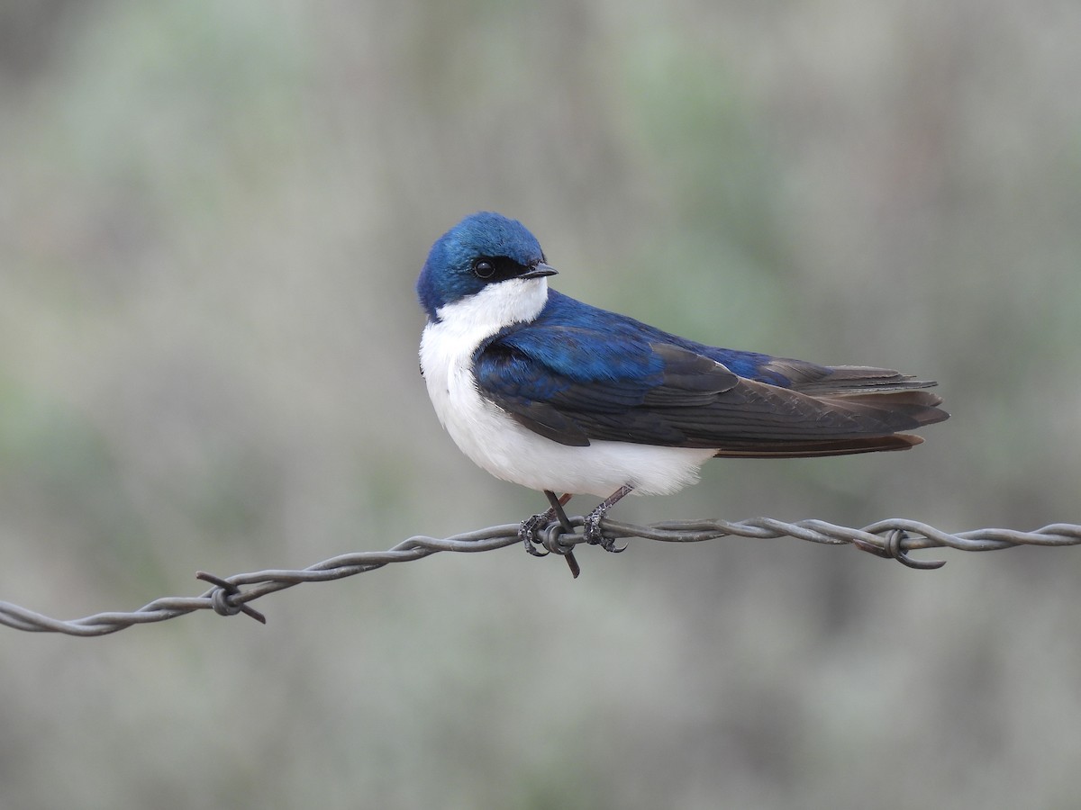 Tree Swallow - ML636034545