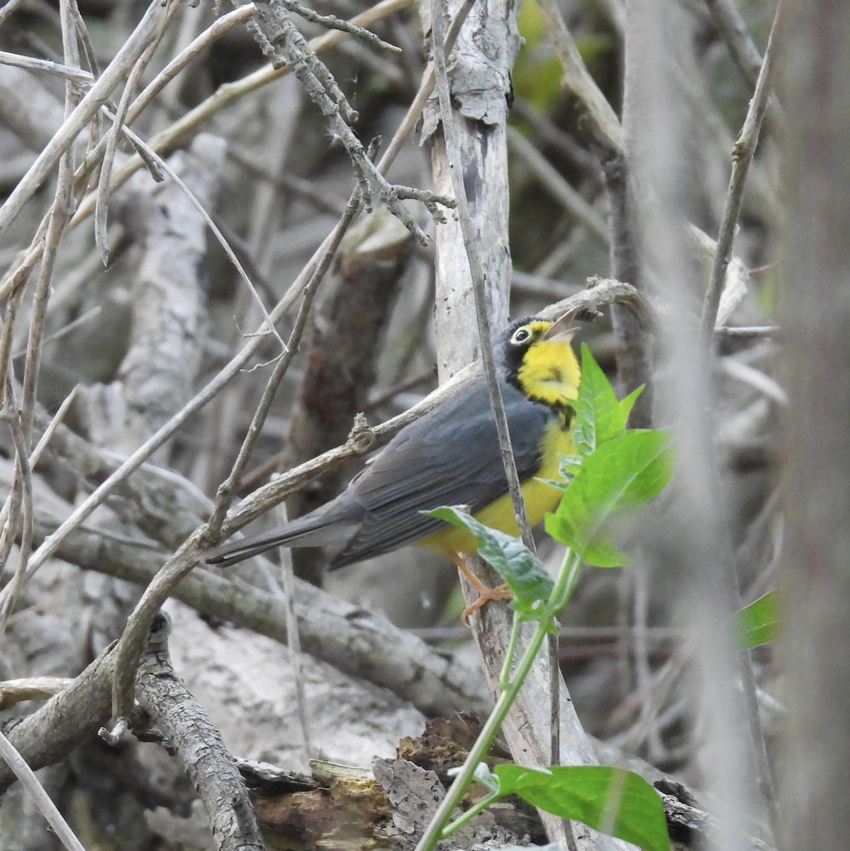 Canada Warbler - ML636034547