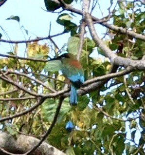 Turquoise-browed Motmot - ML636034550
