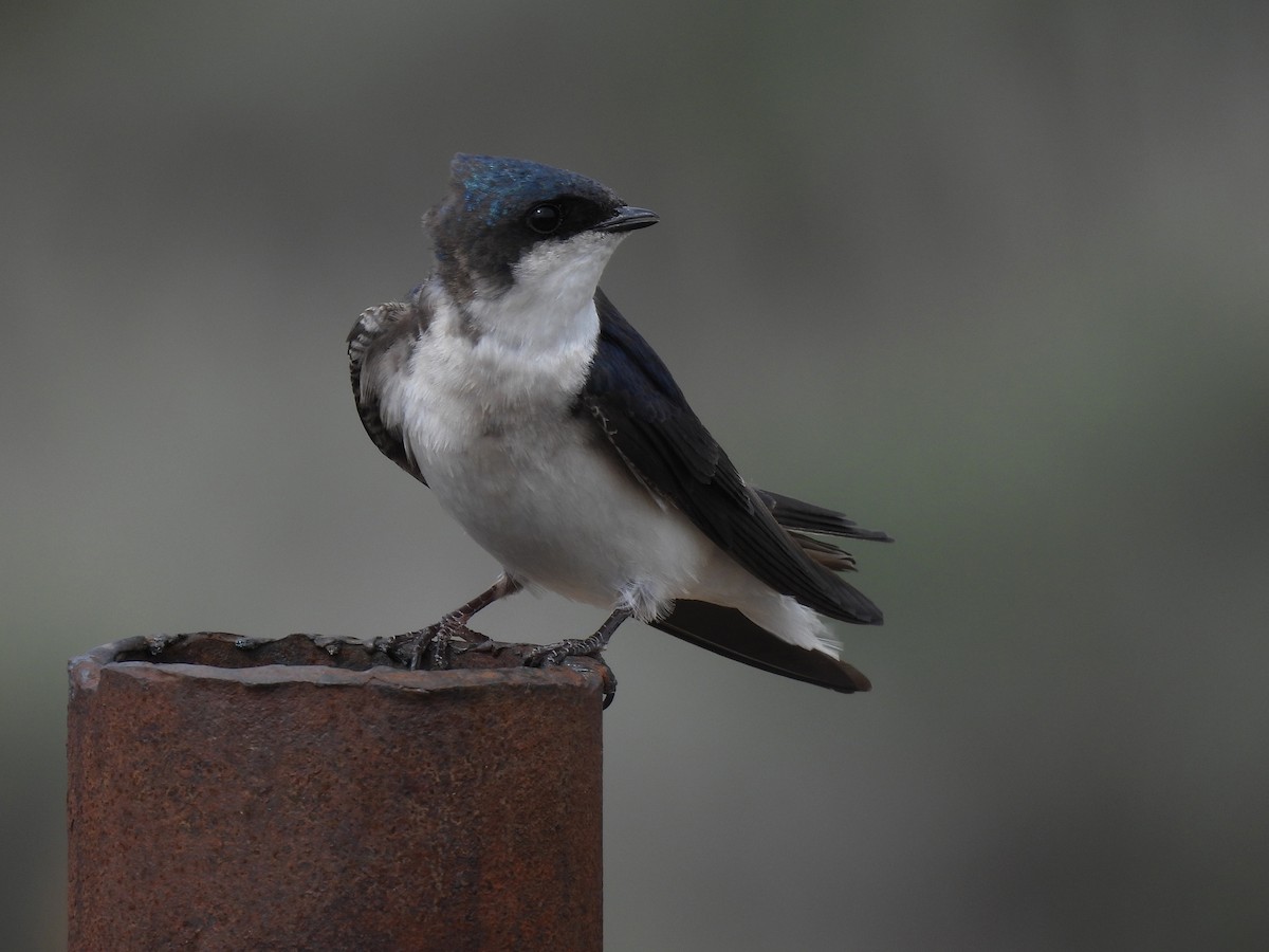 Tree Swallow - ML636034572