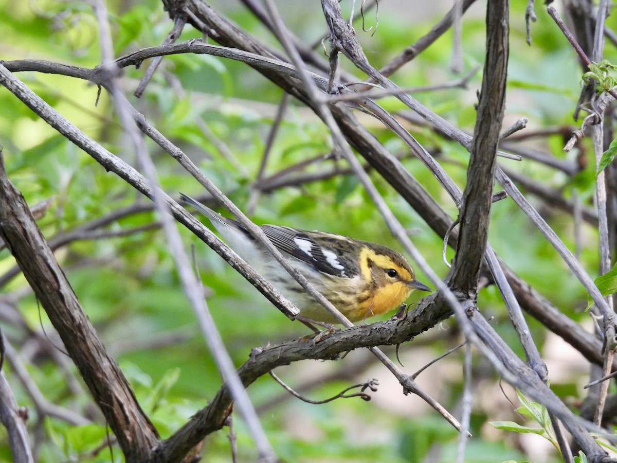 Blackburnian Warbler - ML636034609