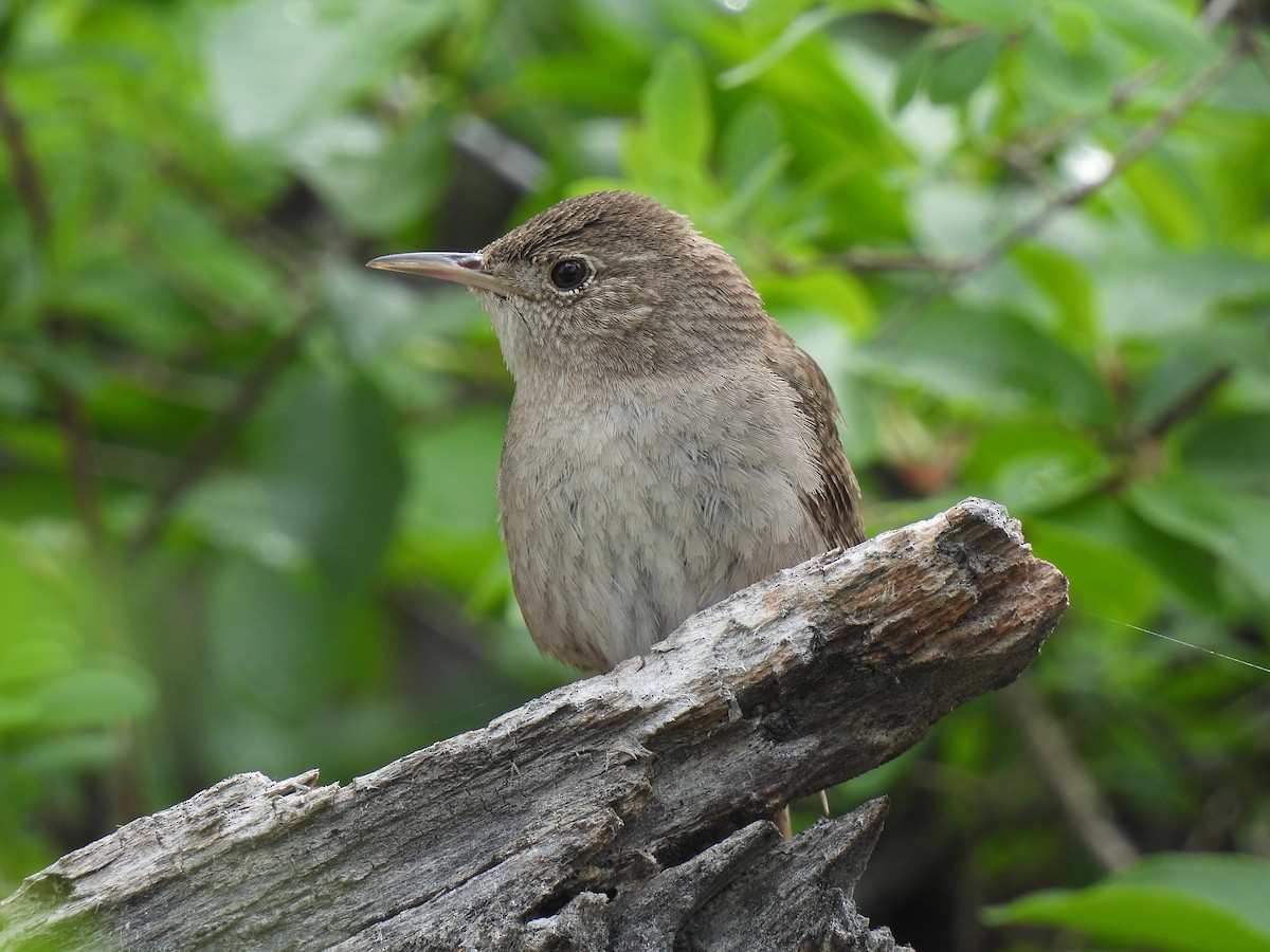 Northern House Wren - ML636034630
