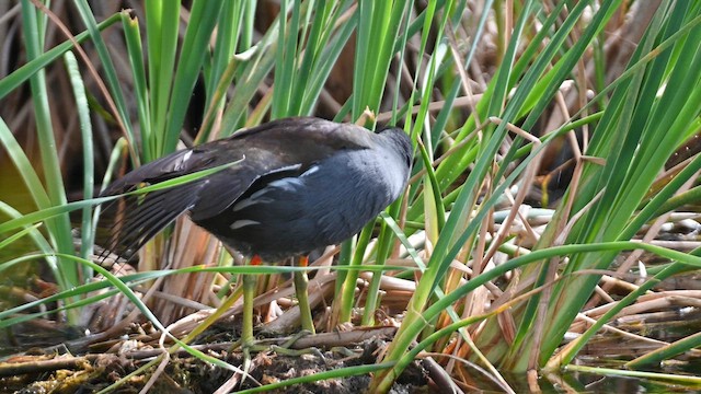 Common Gallinule - ML636034635