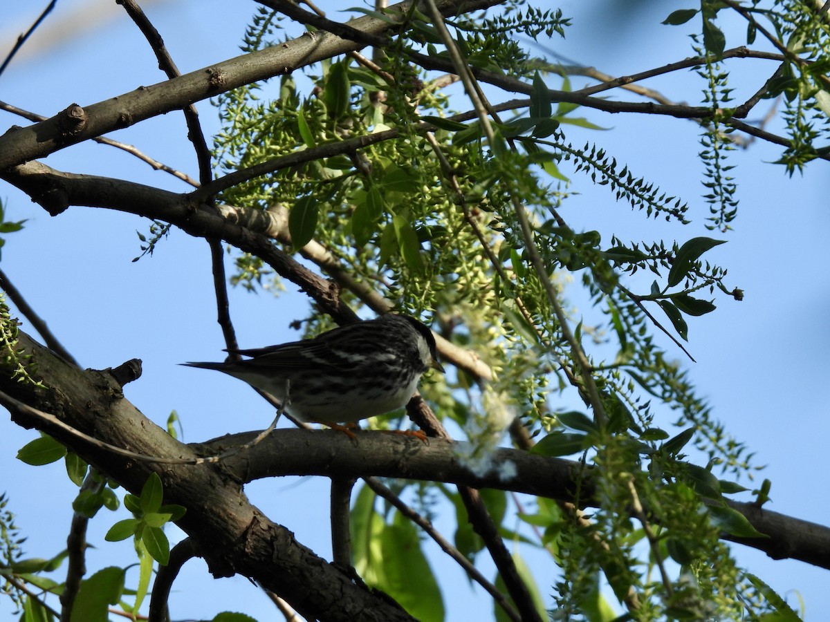 Blackpoll Warbler - ML636034683