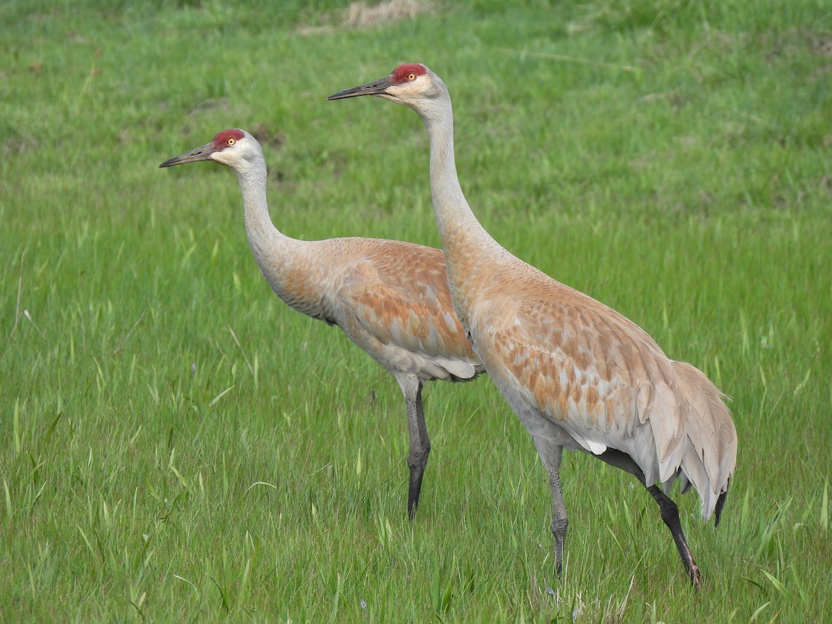 Sandhill Crane - ML636034688