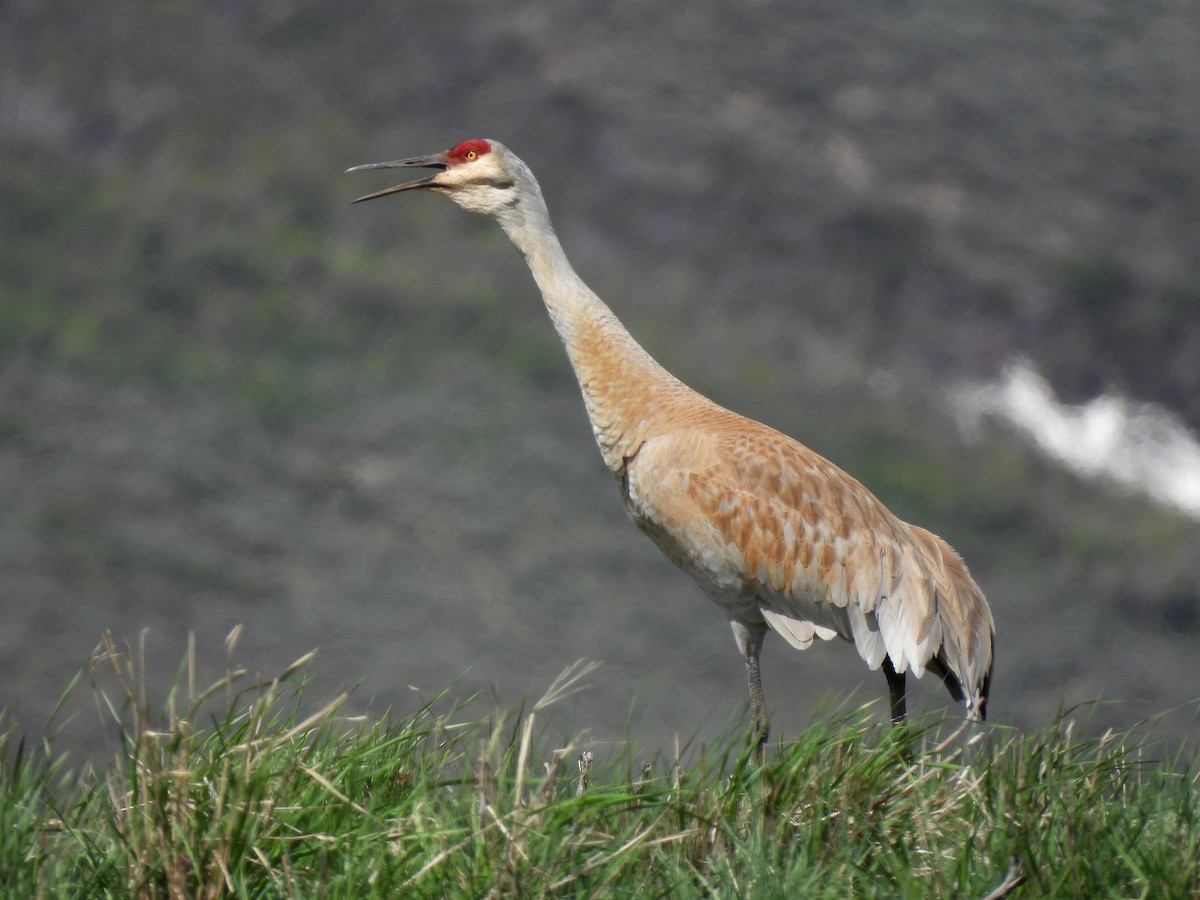 Sandhill Crane - ML636034725