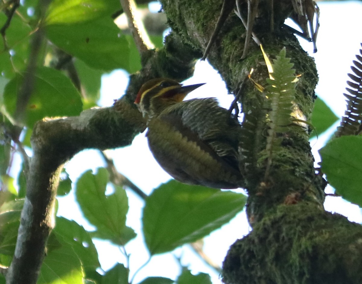 White-browed Woodpecker - ML636034726