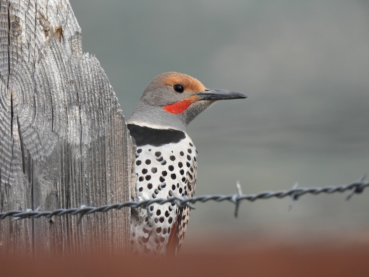 Northern Flicker - ML636034752