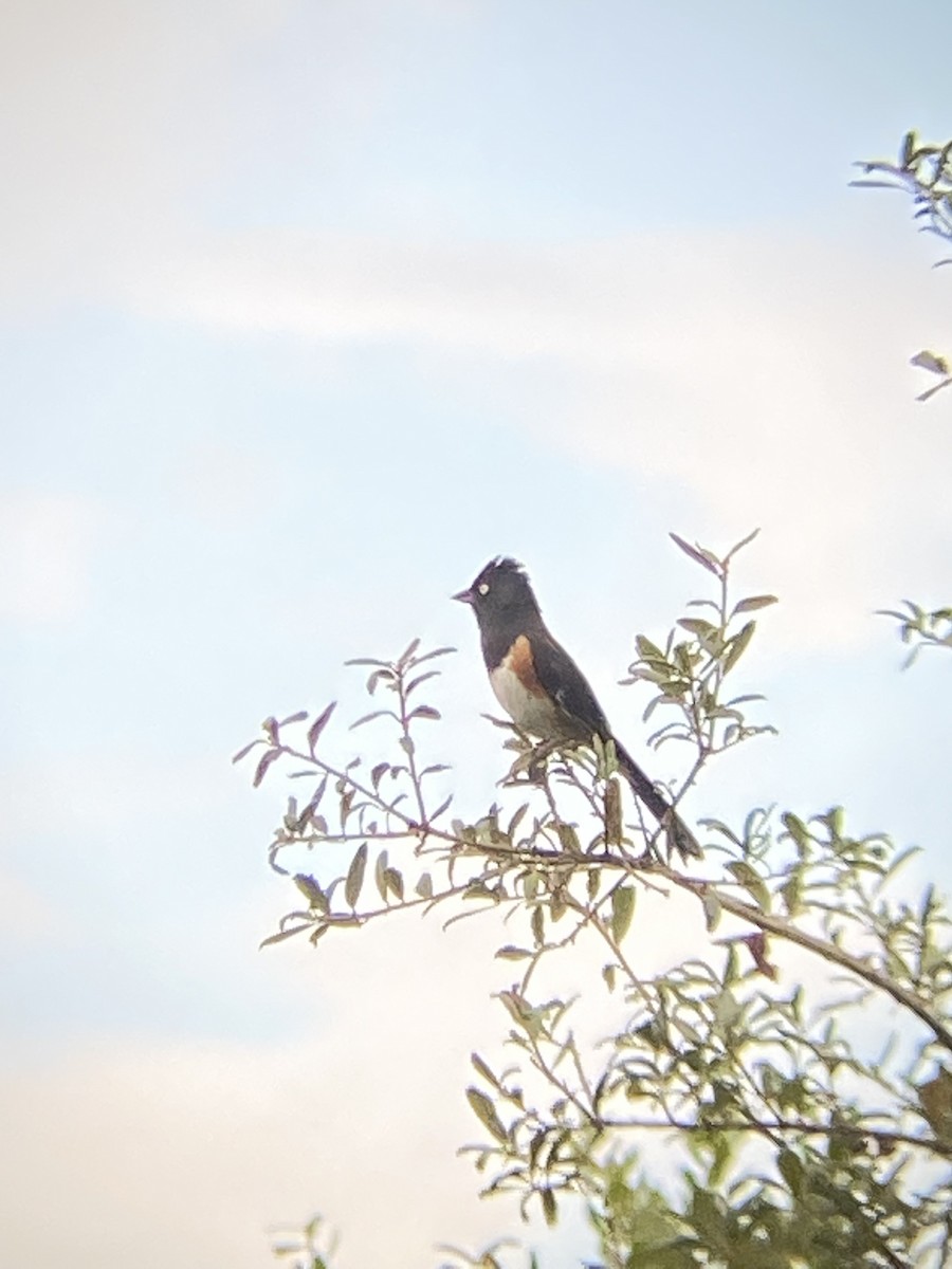 Eastern Towhee - ML636034781