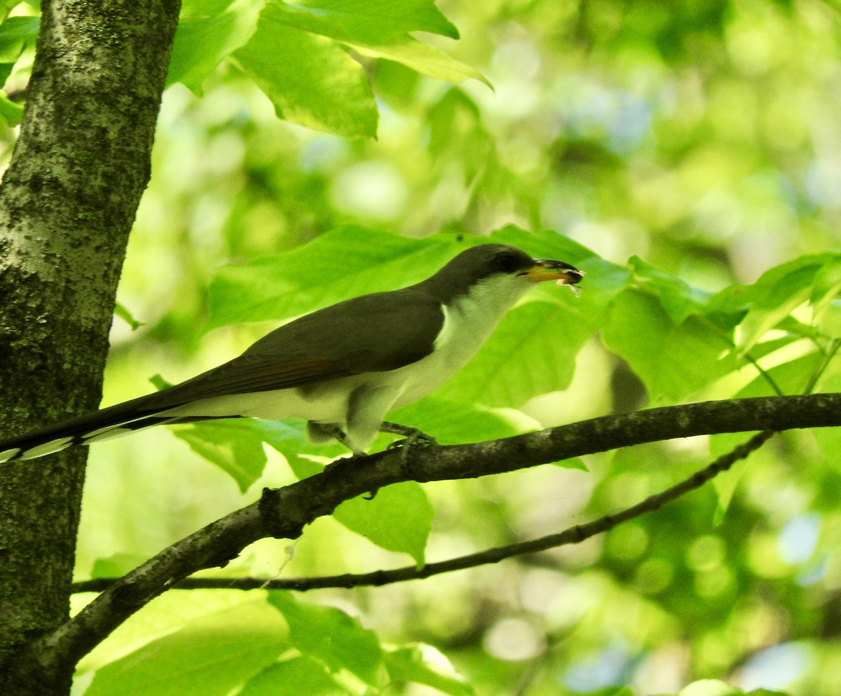 Yellow-billed Cuckoo - ML636034879
