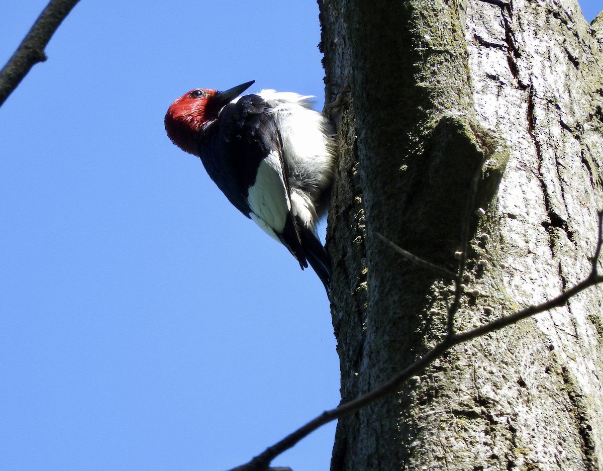Red-headed Woodpecker - ML636034896