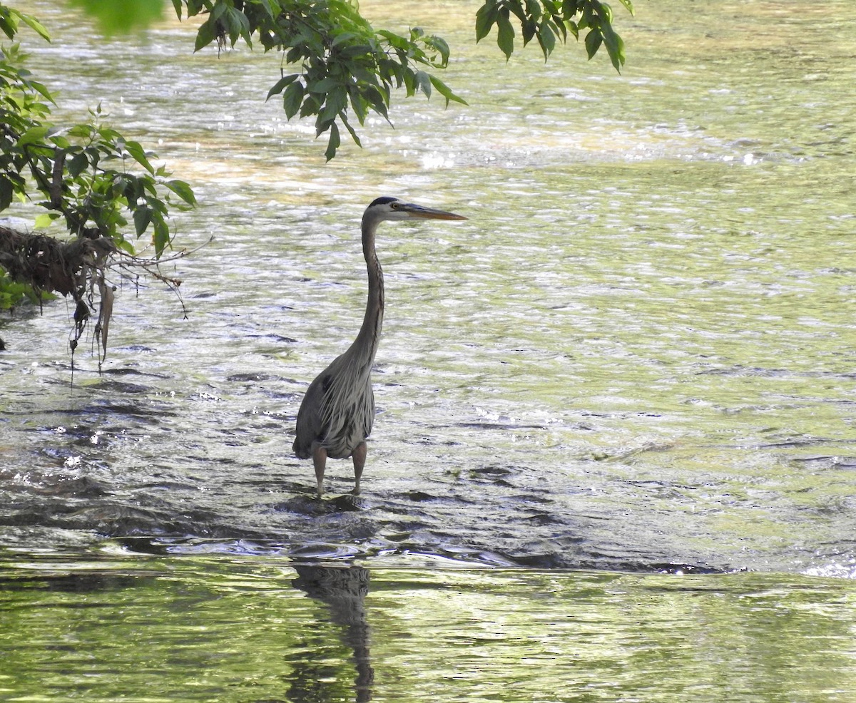 Great Blue Heron - ML636034907