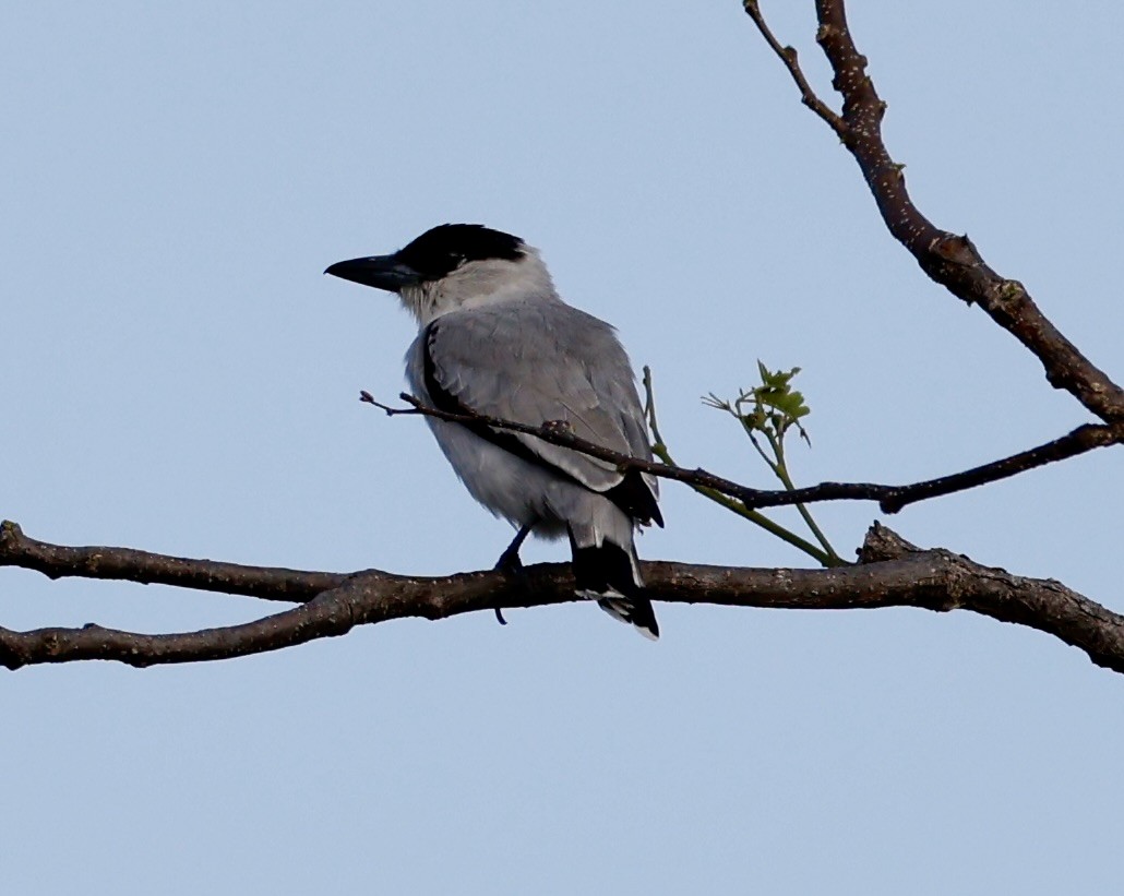 svartkronetityra - ML636034922