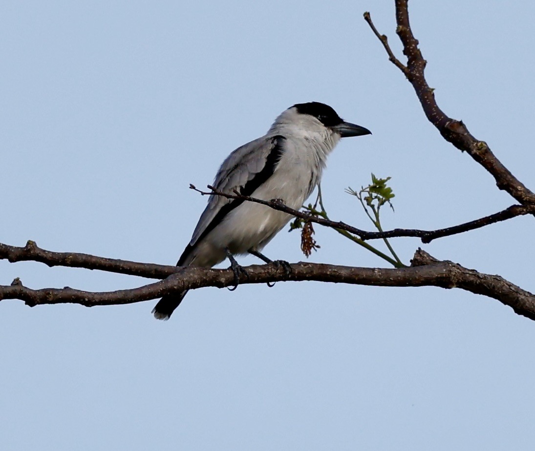 svartkronetityra - ML636034923