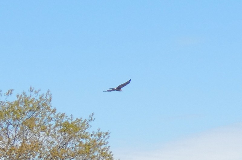 Red-shouldered x Red-tailed Hawk (hybrid) - ML636035017