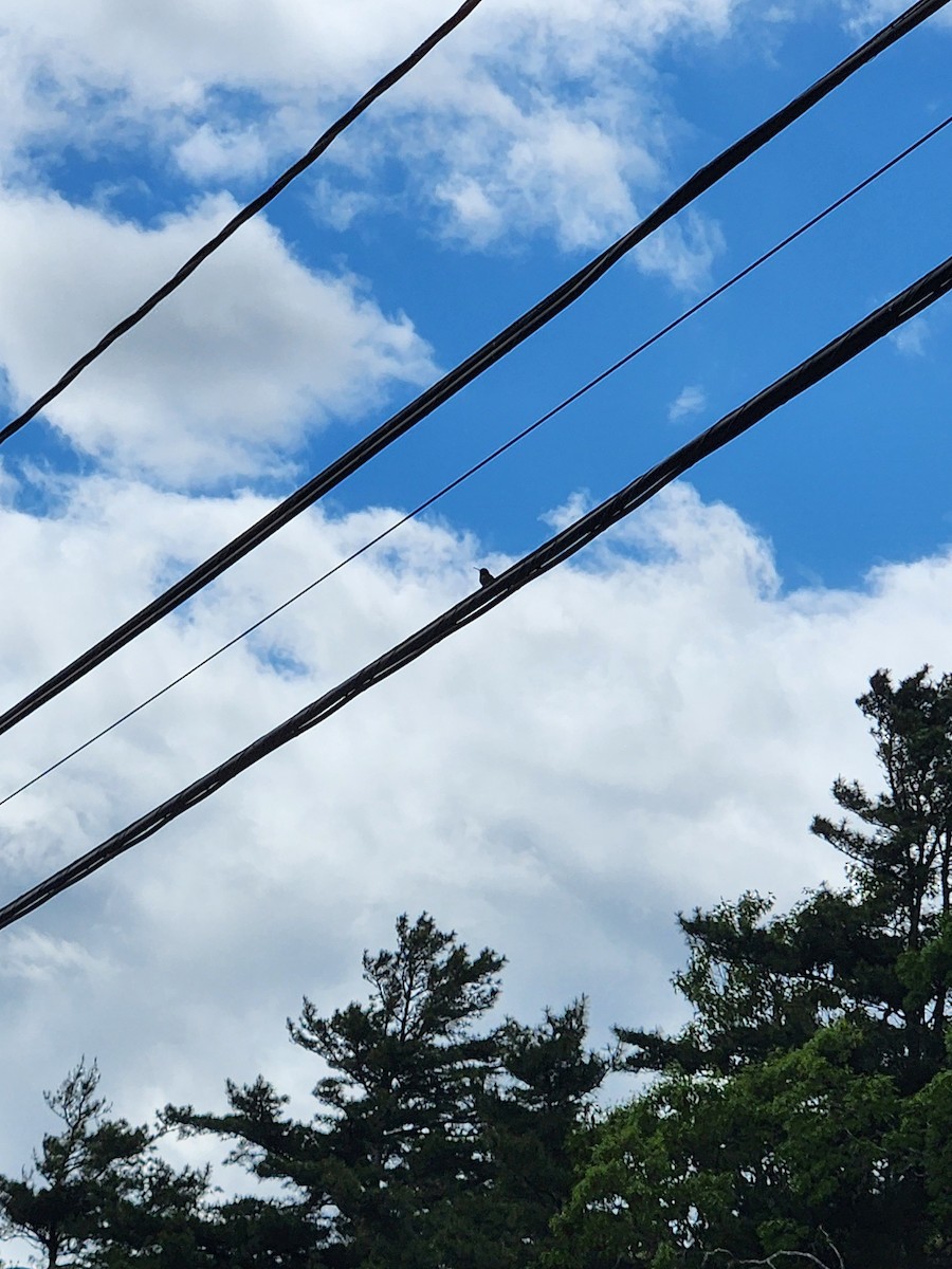 Ruby-throated Hummingbird - ML636035036