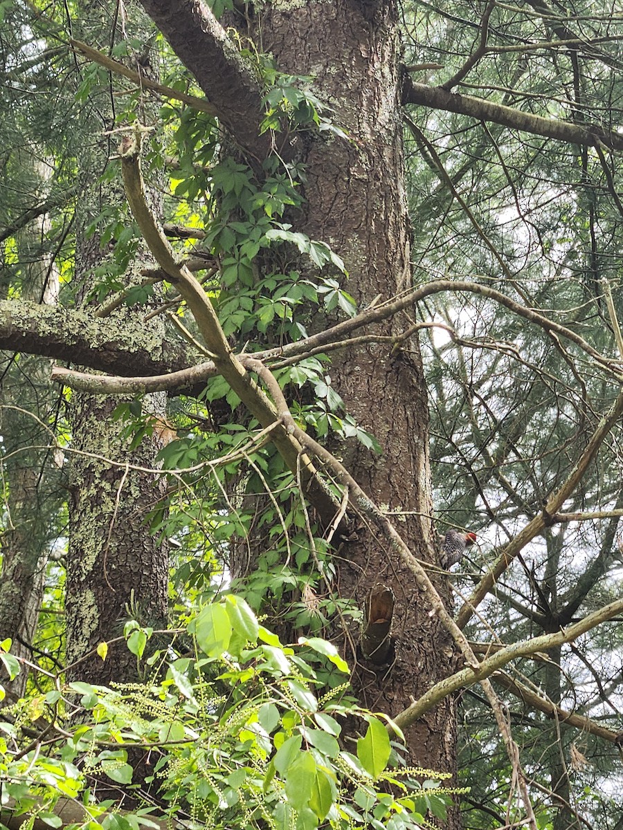 Red-bellied Woodpecker - ML636035044