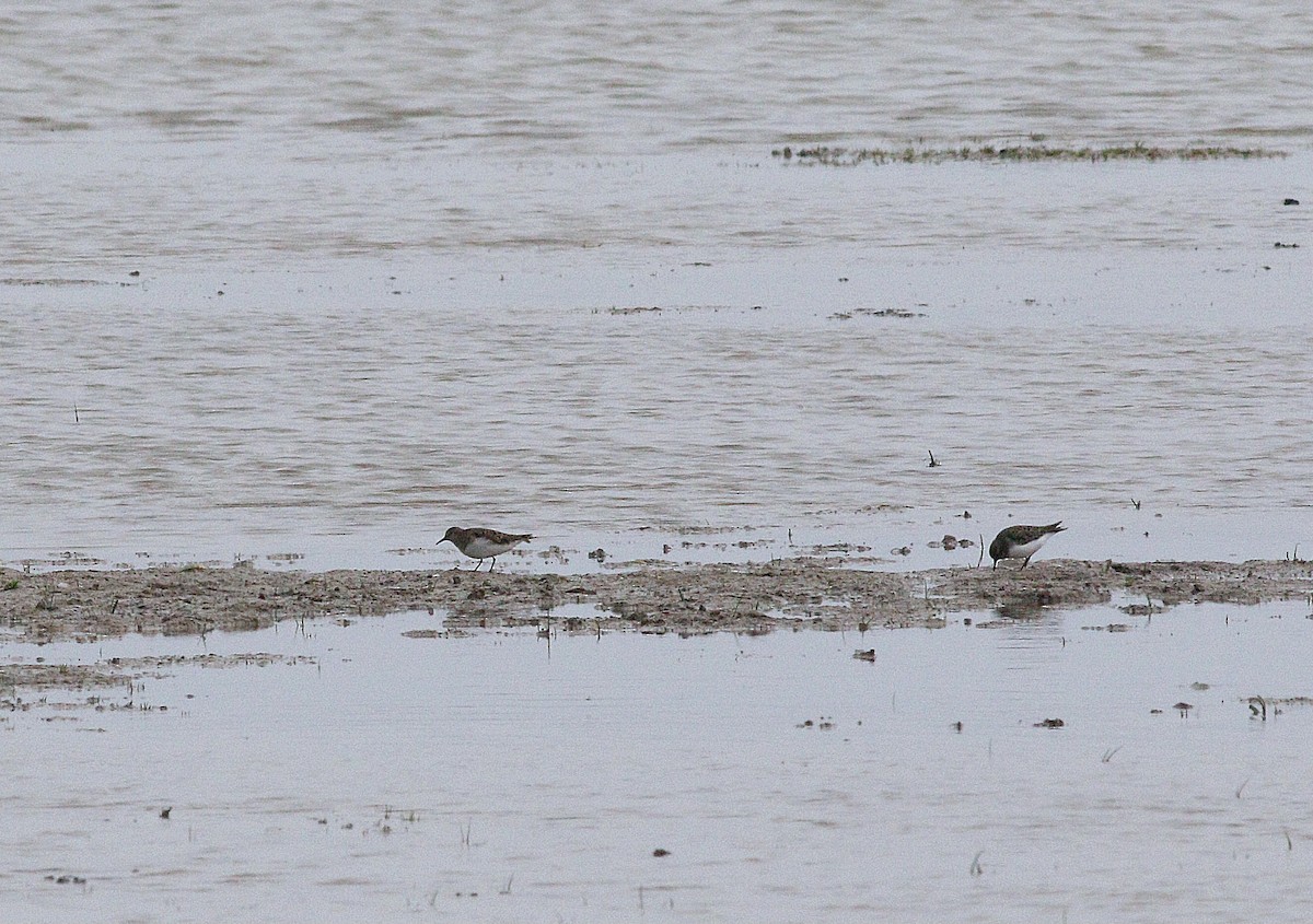 Temminck's Stint - ML636035074