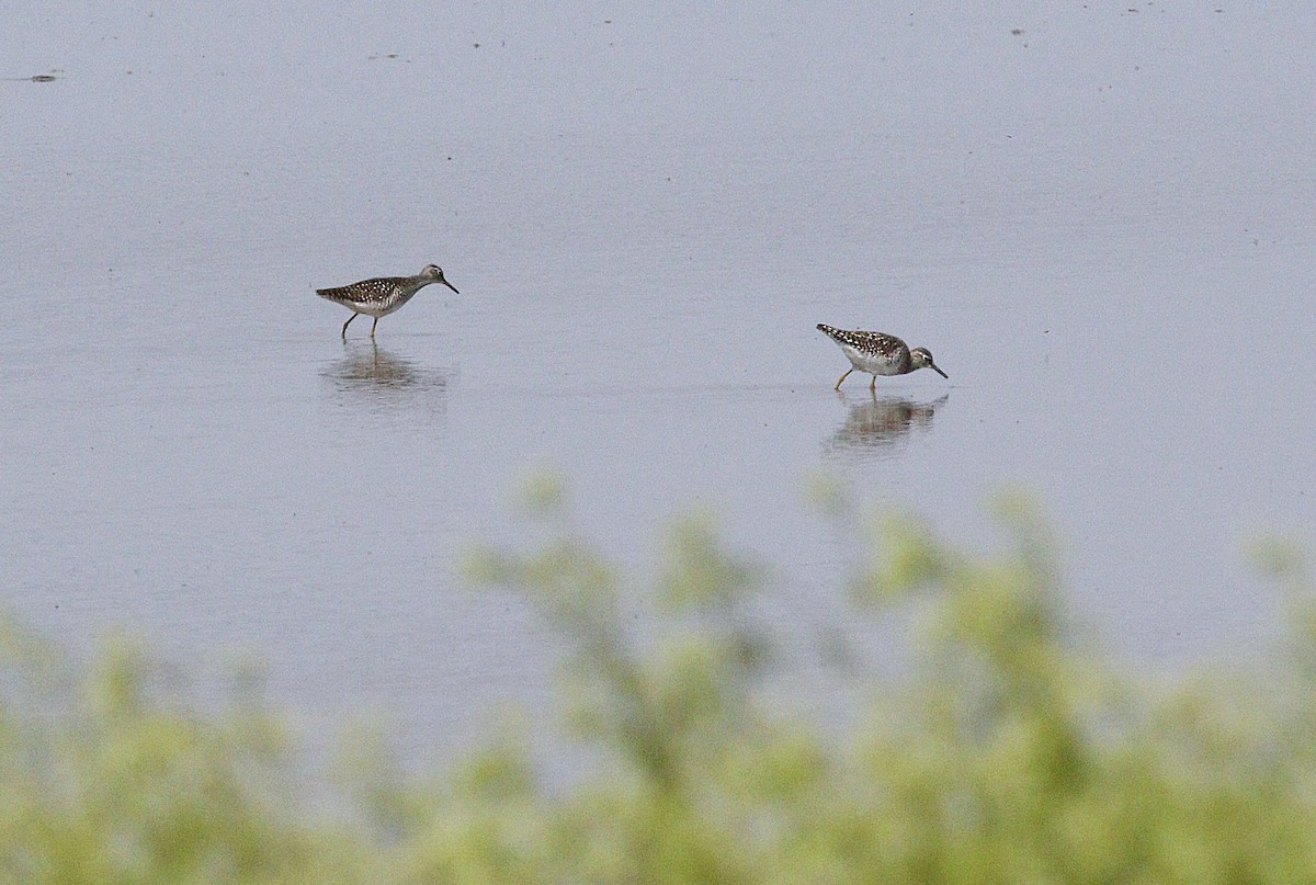 Wood Sandpiper - ML636035084
