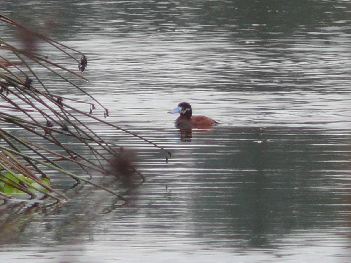 Andean Duck - ML636035218