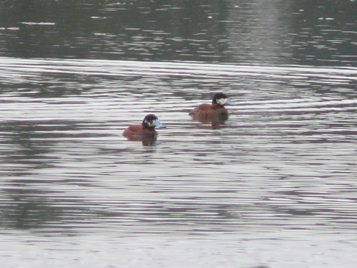 Andean Duck - ML636035219