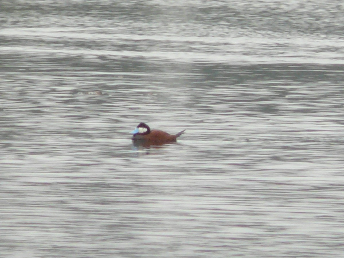 Andean Duck - ML636035220