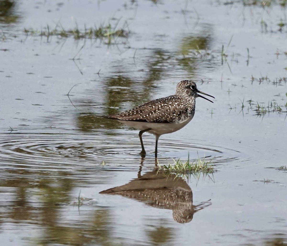 Solitary Sandpiper - ML636035293