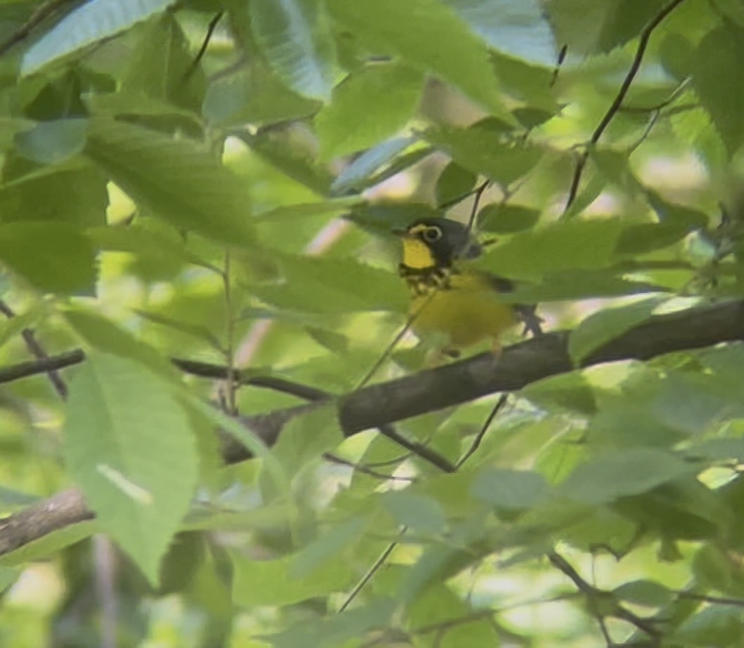 Canada Warbler - ML636035305