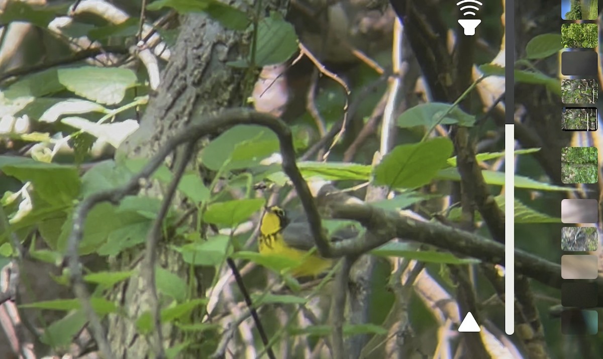 Canada Warbler - ML636035306