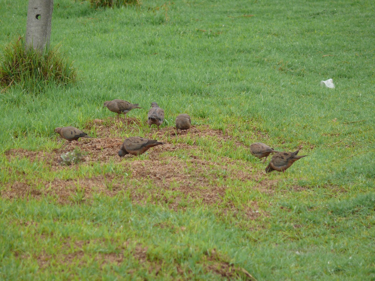 Eared Dove - ML636035321