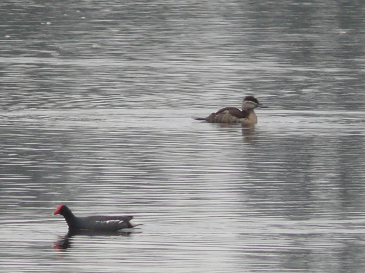 Common Gallinule - ML636035360