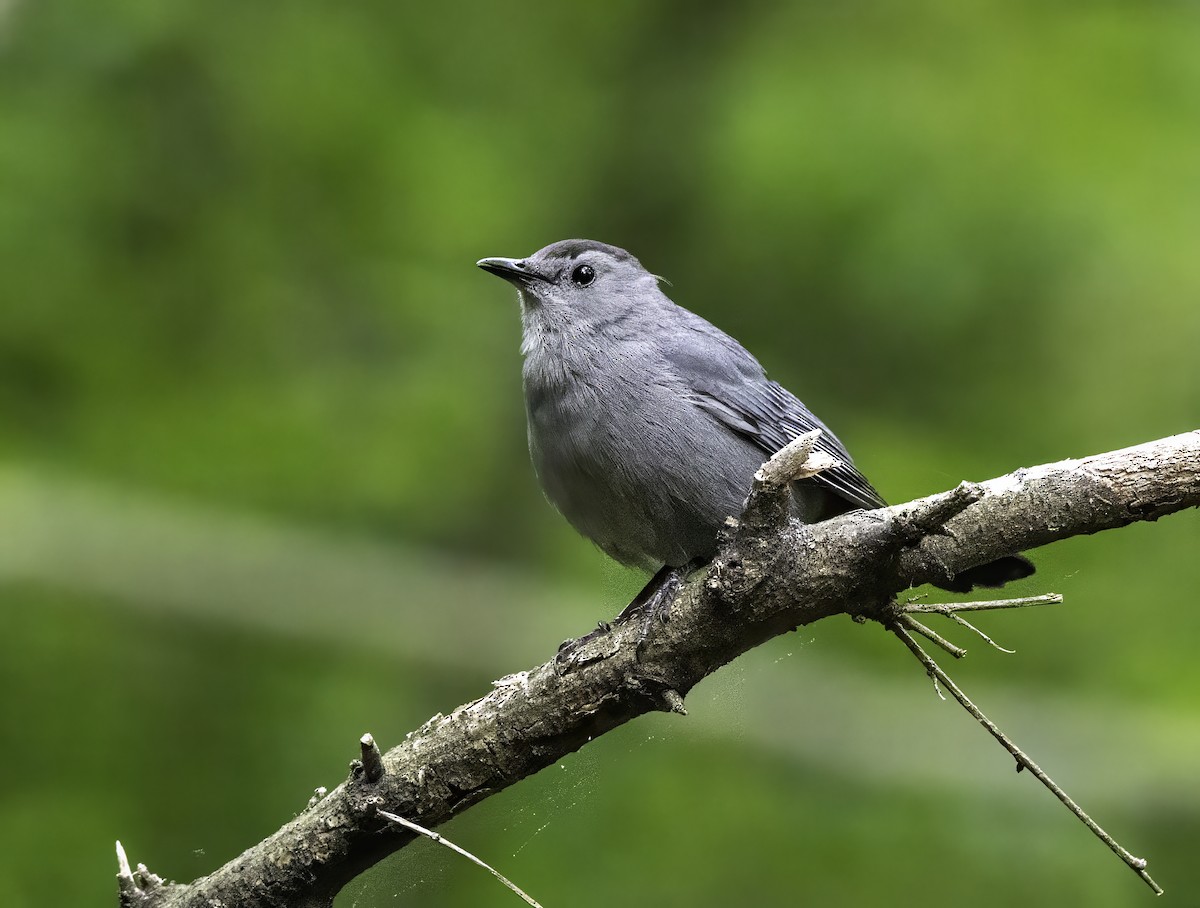 Gray Catbird - ML636035361