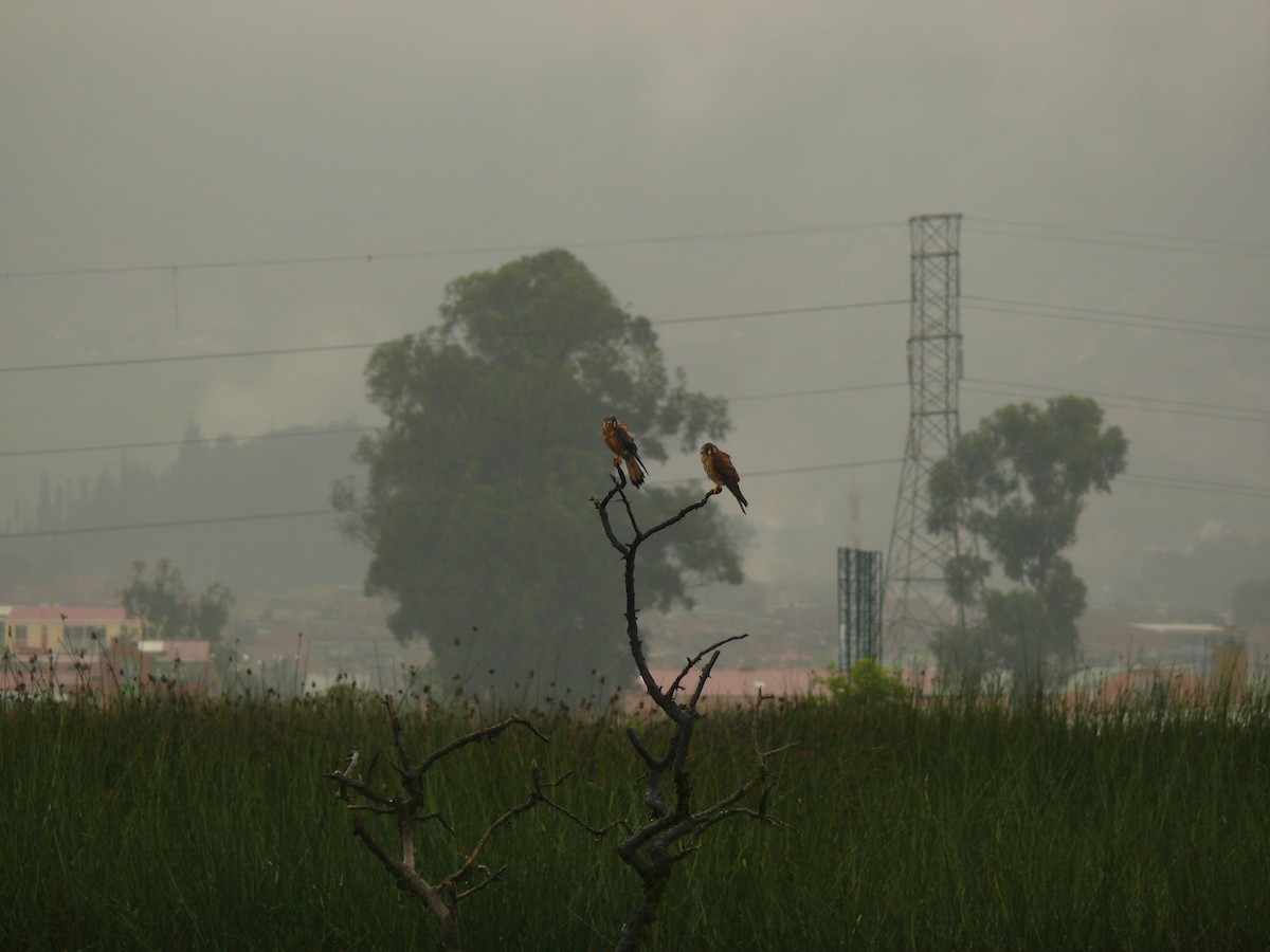 American Kestrel - ML636035405