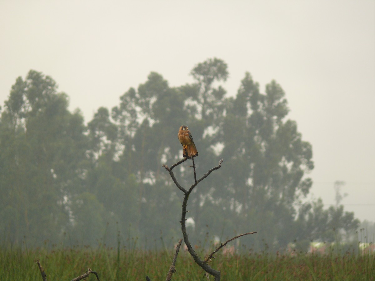 American Kestrel - ML636035406