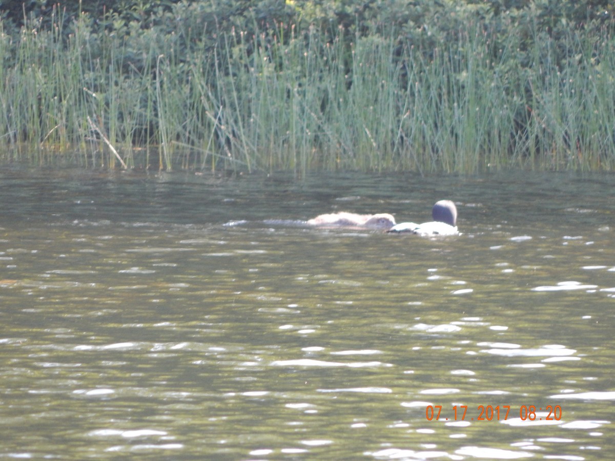 Common Loon - ML63603541