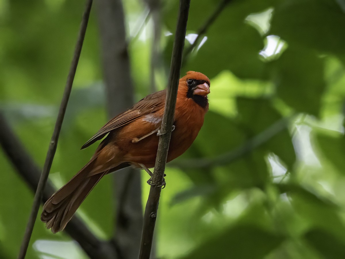 Northern Cardinal - ML636035414