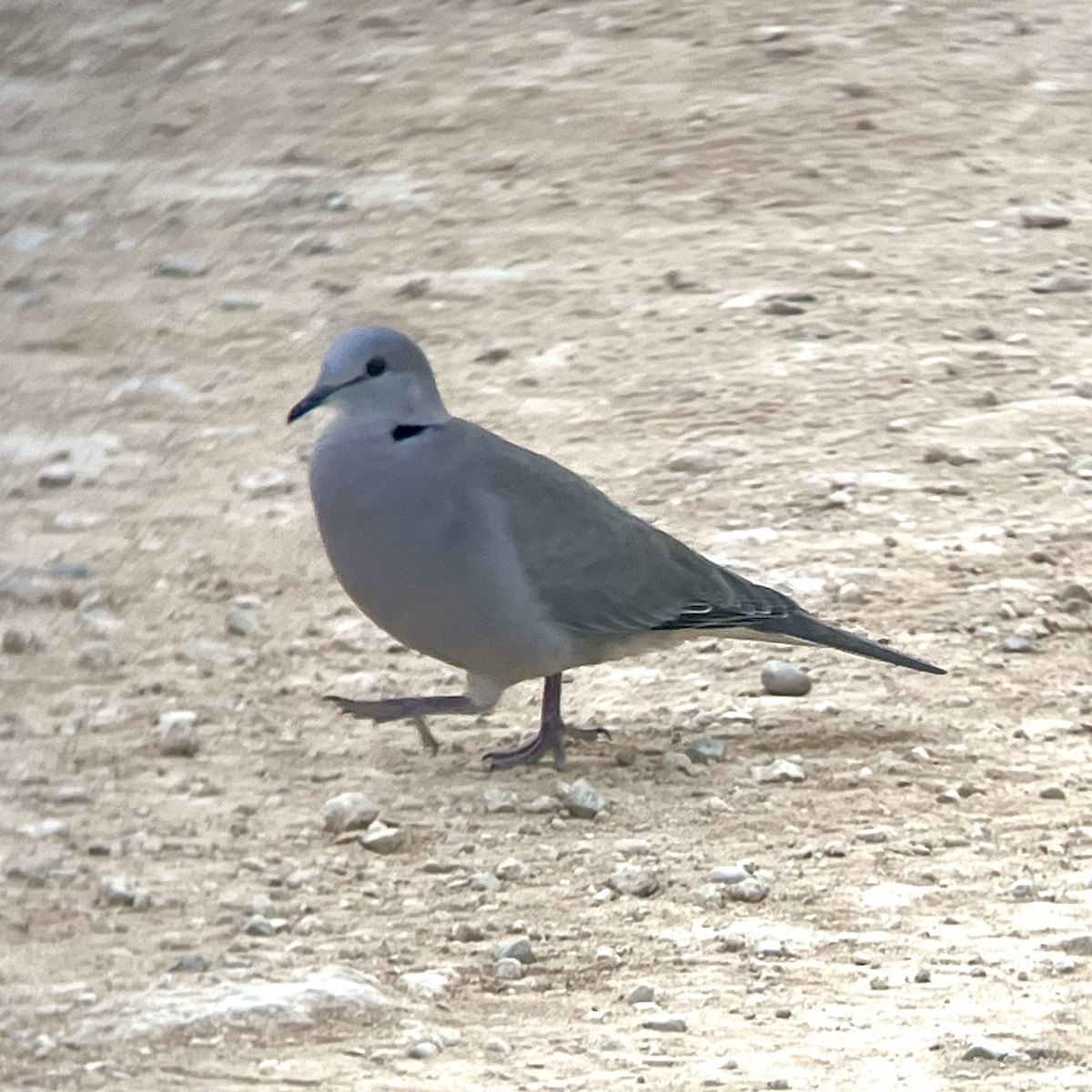 Ring-necked Dove - ML636035432