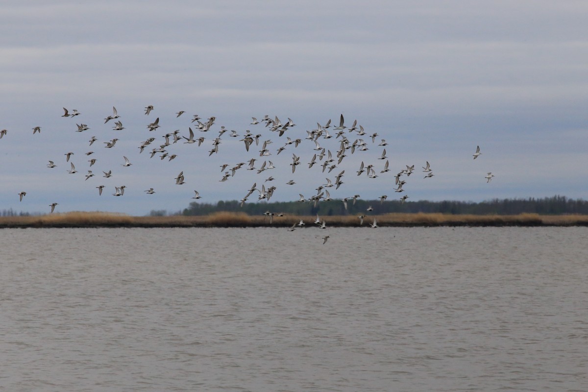 jespák obecný - ML636035441