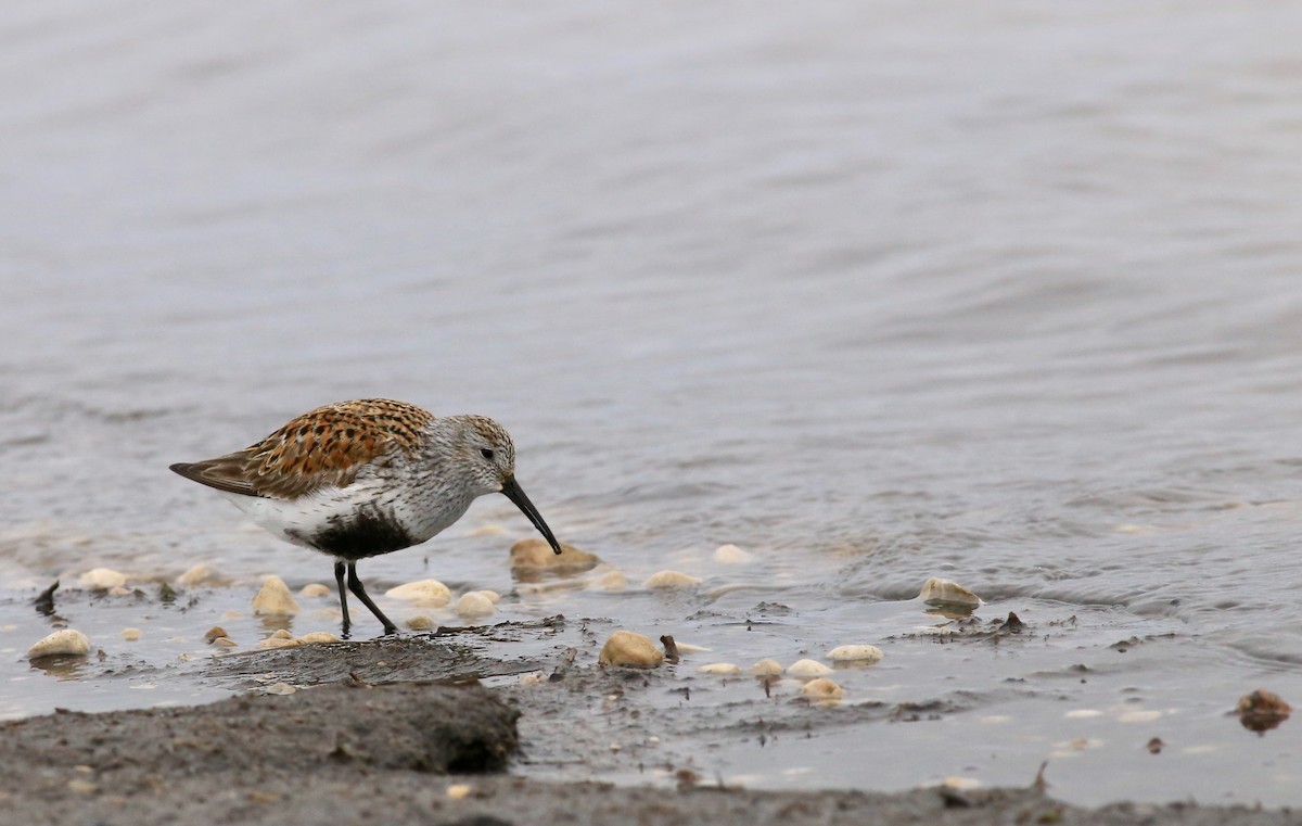 jespák obecný - ML636035442