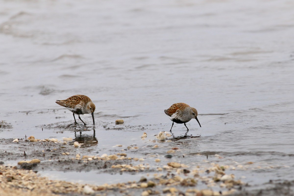 jespák obecný - ML636035443