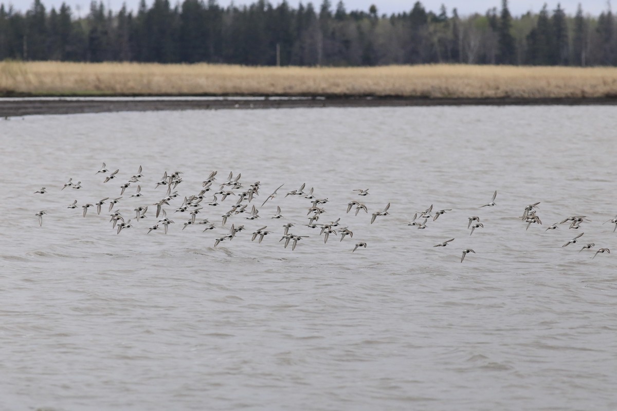 jespák obecný - ML636035444