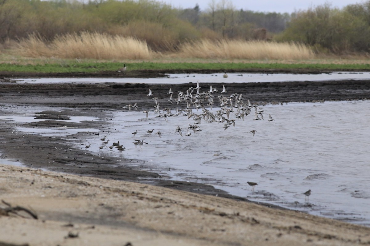 jespák obecný - ML636035445